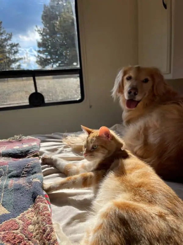 Cat Sitting Next To A Dog