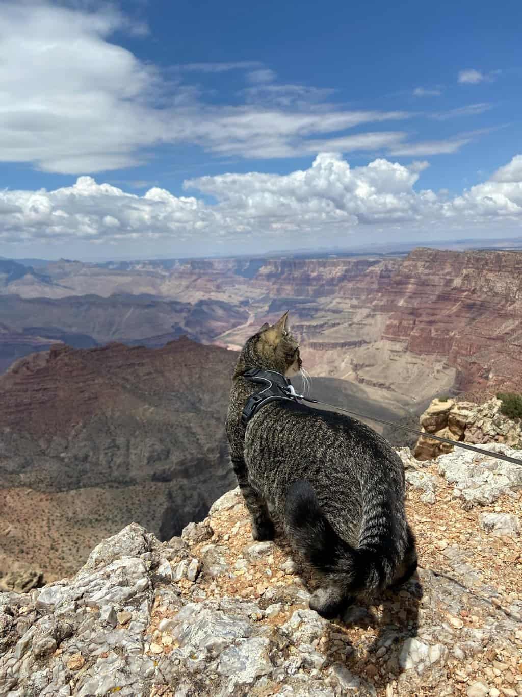 Quick Guide to Visiting National Parks with Pets and Companion Animals ...